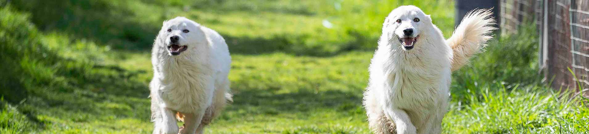 Arricchisci la tua vita: adotta in canile!