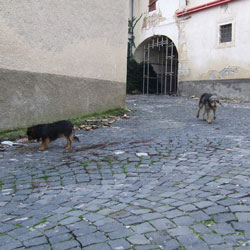 Alcuni cani arrivano per mangiare e bere.