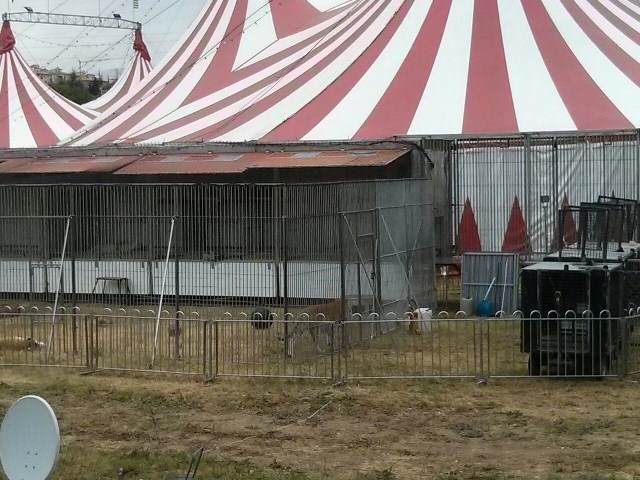 Circo L'Aquila