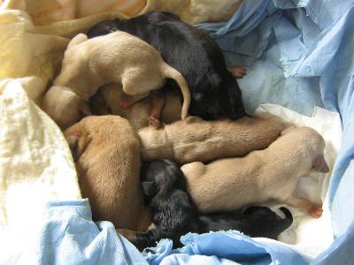 Gli 8 cuccioli neonati