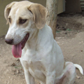 cane