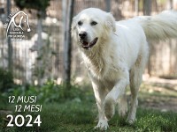 Calendario "12 Musi, 12 Mesi" 2024 - Lega del Cane L'Aquila