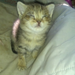 Micio