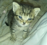 Micio