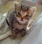 Micio