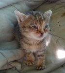 Micio