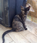Micina