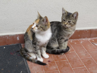 Micini