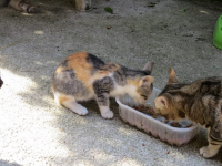 Micini
