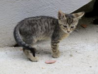 Micini