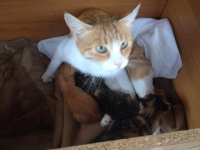 Micia e micini