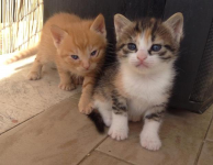 Micini