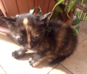 Micini