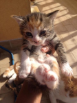 Micini