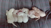 7 cuccioli