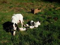 Mamma e cuccioli