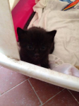 Micini