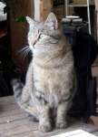 Micia