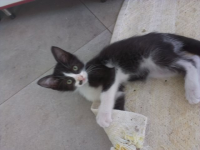 Micina
