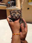Micini