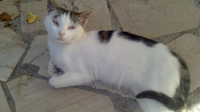 Perla