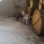 Piccolini