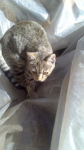 Stellina