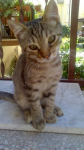 Tigrotto