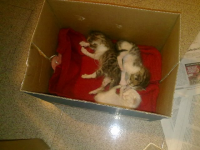 Micini