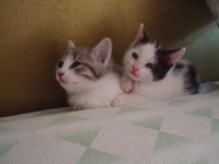 Micini