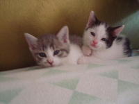 Micini