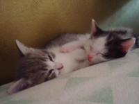 Micini