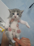 Micini