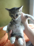 Micini