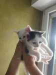 Micini